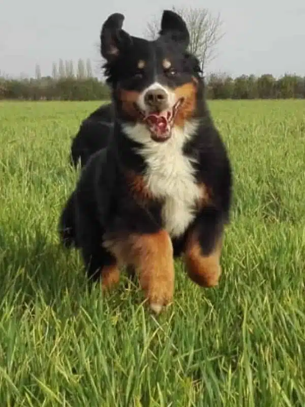 hund auf wiese